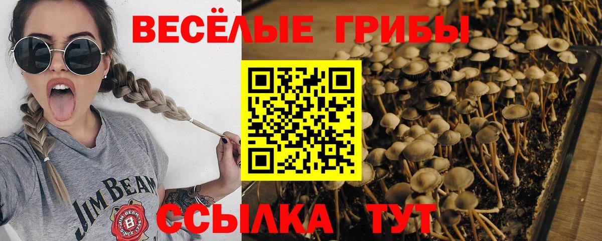 Псилоцибиновые грибы Cubensis Альметьевск